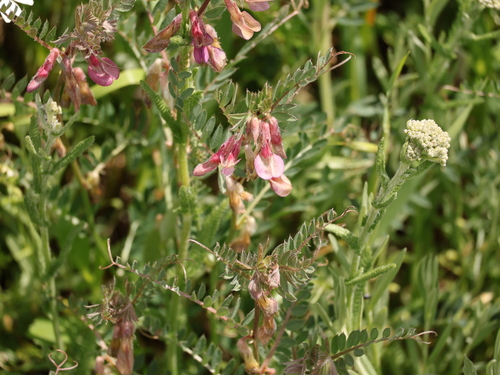Hungarian vetch