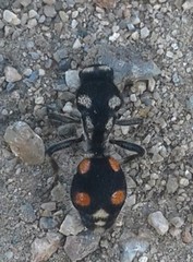 Traumatomutilla grossa