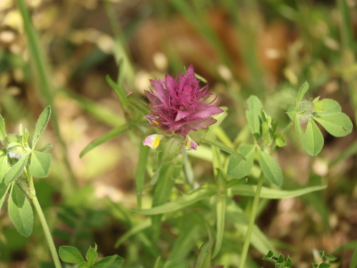 Field Cow-wheat