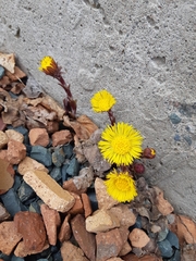 Tussilago farfara
