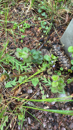 ground-ivy