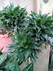 Dracaena fragrans compacta