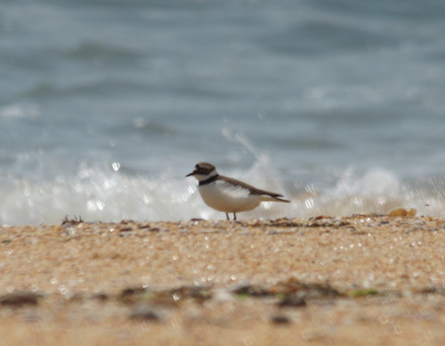 Chorlitejo chico (Charadrius dubius)