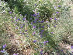 Echium vulgare pustulatum