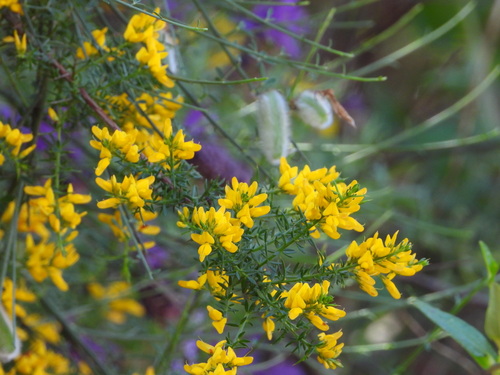 Genista triacanthos, photograph 5