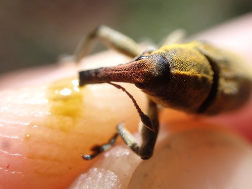 Lixus scolopax