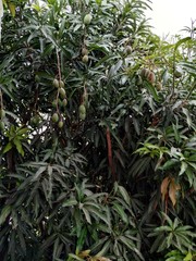 Mangifera indica