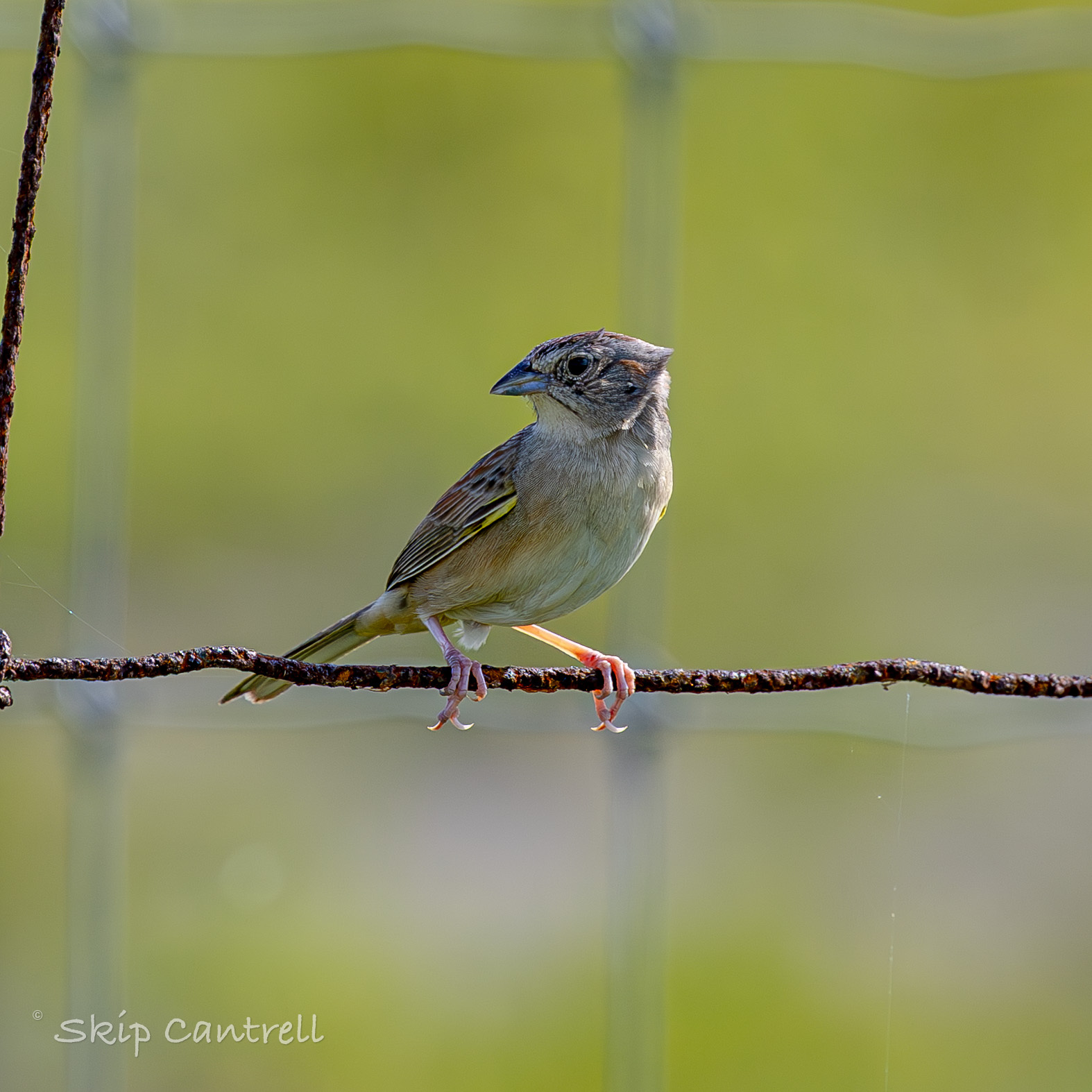 Botteri's Sparrow (Peucaea botterii), photo 1
