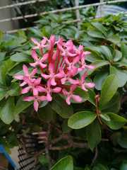 Ixora