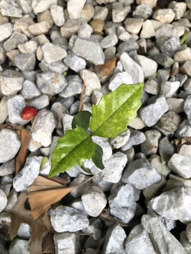 Aucuba japonica iNat (2)