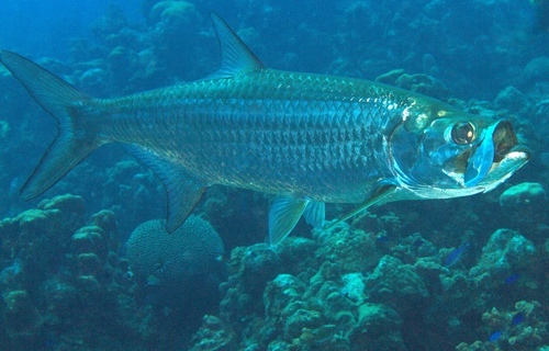 Atlantic Tarpon