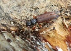 Tetropium castaneum