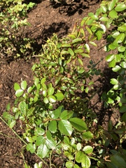 Rose rosette emaravirus