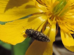 Acmaeodera