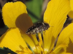 Acmaeodera