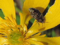 Acmaeodera