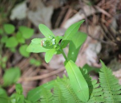 Myosotis macrosperma