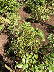 Rose rosette emaravirus