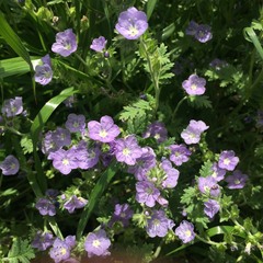 Phacelia ciliata ciliata