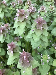 Lamium purpureum
