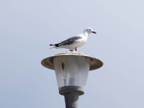 iNaturalist image