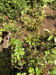 Rose rosette emaravirus