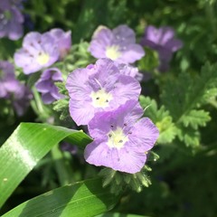 Phacelia ciliata ciliata