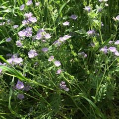 Phacelia ciliata ciliata