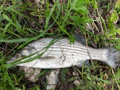 Morone chrysops × saxatilis