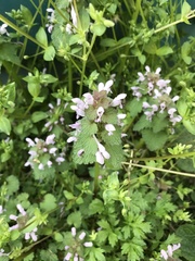 Lamium purpureum