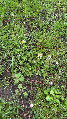 Lawn daisy