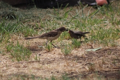 Molothrus bonariensis