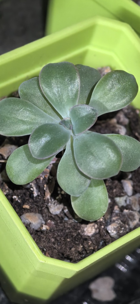 Echeveria brachetii