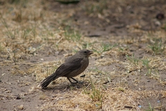 Molothrus bonariensis