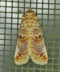 Diastema tigris
