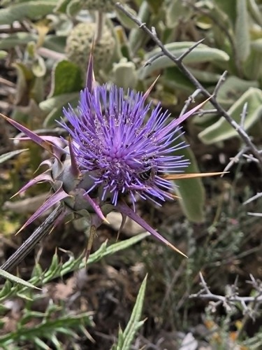 Cynara cyrenaica
