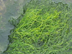 Ulva compressa