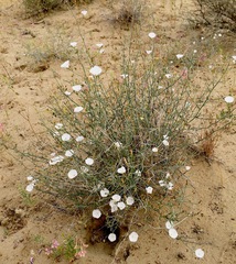 Convolvulus