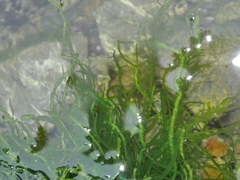 Ulva compressa