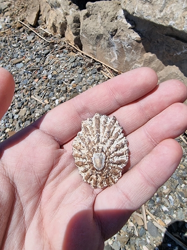 Patella ferruginea observed 2026-05-16