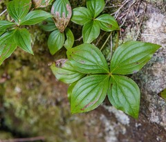 Cornus unalaschkensis