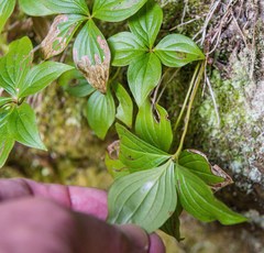 Cornus unalaschkensis