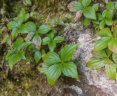 Cornus unalaschkensis