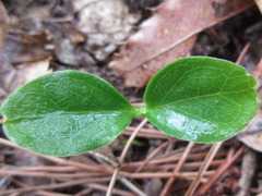 Styrax japonicus