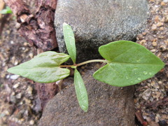 Persicaria senticosa