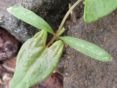 Persicaria senticosa