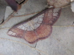 Pylargosceles steganioides