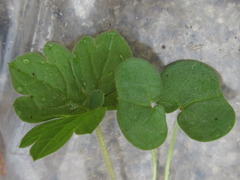 Geranium thunbergii