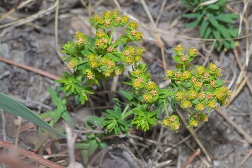 Euphorbia lioui