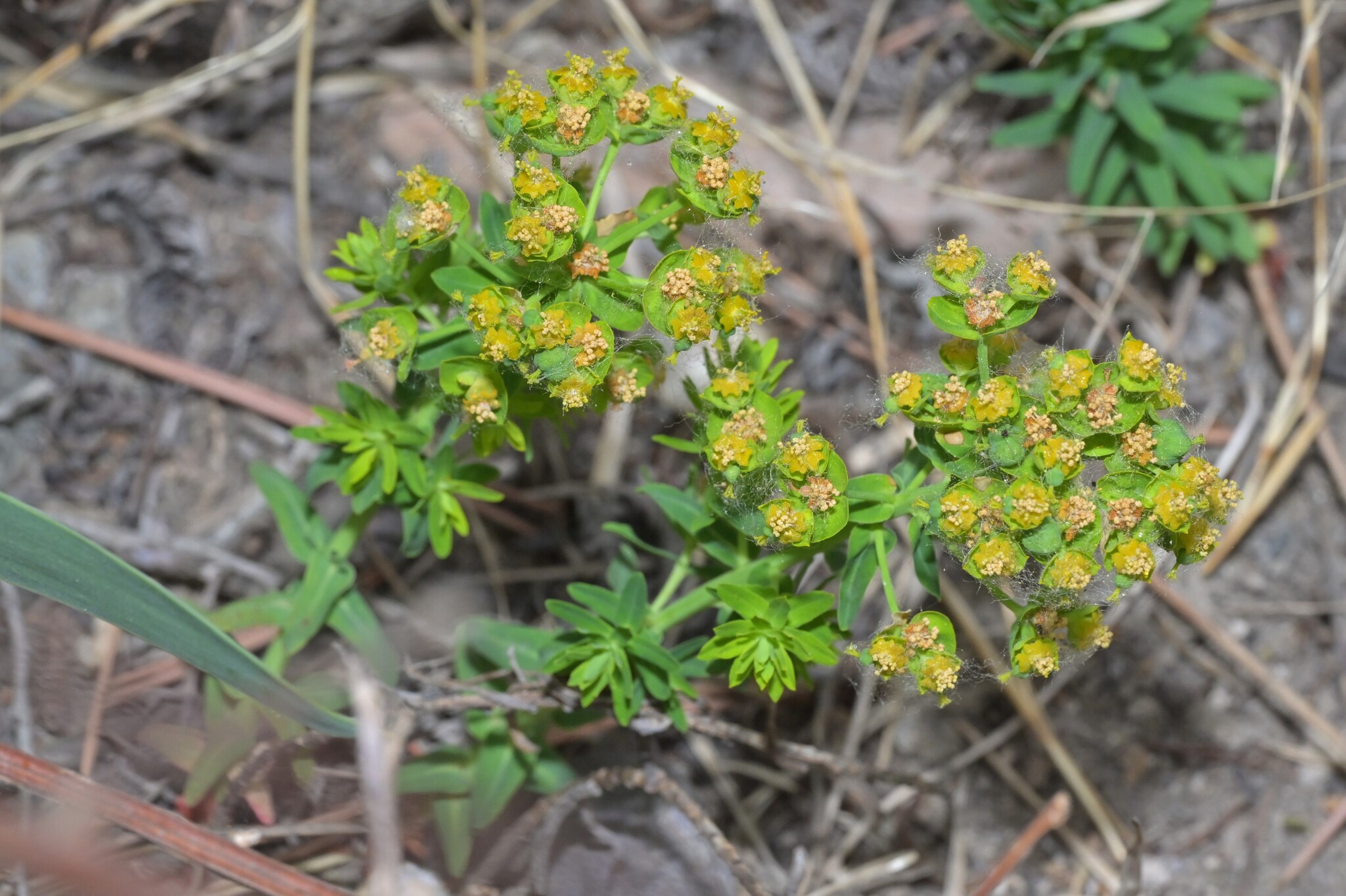 Euphorbia lioui